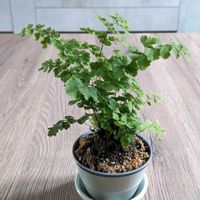 アジアンタム,植木鉢,小さい植木鉢の画像