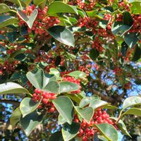 クロガネモチ,GSに感謝。,植物観察,植物散策,クロガネモチの紅い実の画像