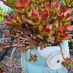 天狗の舞,多肉植物,植物のある暮らし,多肉植物のある暮らし,カエルの天狗の舞の画像