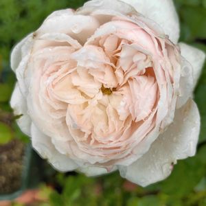 薔薇(ロゼドリュヌ),薔薇♪,日向,ばら バラ 薔薇,バラと夢CLUBの画像