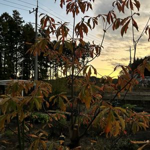 紅葉,フランクリニア,シンボルツリー,落葉樹,落葉の画像