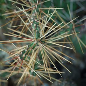 ハオルチア,多肉植物,観葉植物,塊根植物,サボテン科の画像