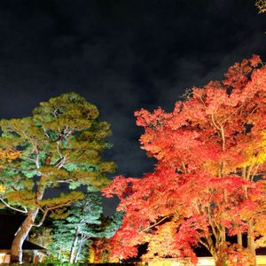 公園,散歩,ライトアップ,イベント,東京の画像