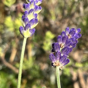 ラベンダー,鉢植え,ネコ好き,花のある暮らし,紫色の花の画像