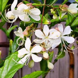 鉢植え,花のある暮らし,緑のある暮らし,可愛いお花,温泉県大分♨️の画像