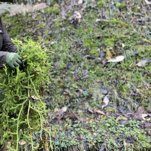 ヒカゲノカズラ,植物のある暮らし,植物と暮らす,天然,みどりのある暮らしの画像