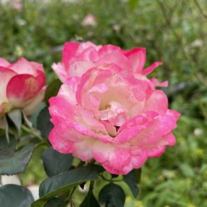 バラ,大好きな花,ばら バラ 薔薇,今日もおつかれさま♪の画像