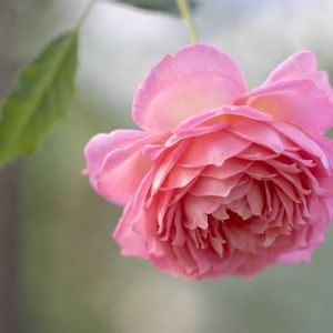 秋バラ,植中毒,ミラーレス一眼,ばら バラ 薔薇,お出かけ先の画像