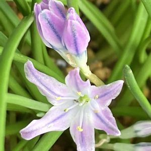 鉢植え,ガーデニング,お花,花のある暮らし,新潟県の画像