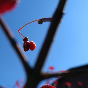 ニシキギ,ツリバナの実,ツリバナの実,ニシキギの実,錦木(ニシキギ)の画像