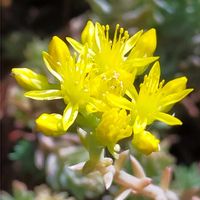 セダム,セダム(マンネングサ),セダム属,黄色い花,今日の花の画像