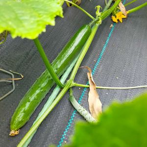 無農薬有機栽培,おうち園芸,おうちde菜園,小さな庭,家庭菜園の画像