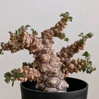 オトンナ ヘレー,多肉植物,塊根植物,コーデックス,珍奇植物の画像