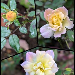 ベビーマスケラード,薔薇　シュネー　プリンセス,鉢植え,花壇,バラのある暮らしの画像