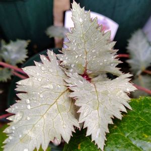 鉢植え,カラーリーフ,スマホ撮影,週末ガーデナー,玄関アプローチの画像