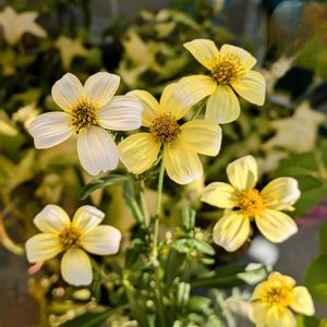 ウインターコスモス,winter cosmos,寄せ植え,ベランダガーデン,꒰ღ˘◡˘ற꒱かわゅ~の画像