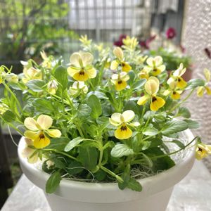 ロータスブリムストーン,ビオレッタ,寄せ植え,可愛い,花のある暮らしの画像