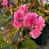 ベゴニア,ベゴニア ダブレット,ありがとう❤️,おうち園芸,小さな庭の画像