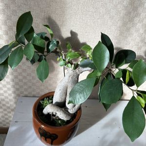 ガジュマル,ハオルチア,多肉植物,観葉植物,寄植えの画像