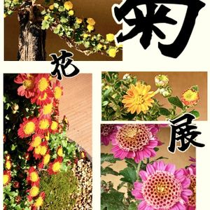 日本庭園,iPhone撮影,スマホ撮影,菊花展,がんに負けるな！の画像