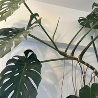 観葉植物,新芽,楽しみ♡,リビング・ダイニングの画像