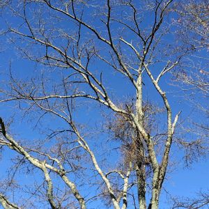 桜の木,桜の木,桜の木,百日紅（サルスベリ),ハナノキの画像