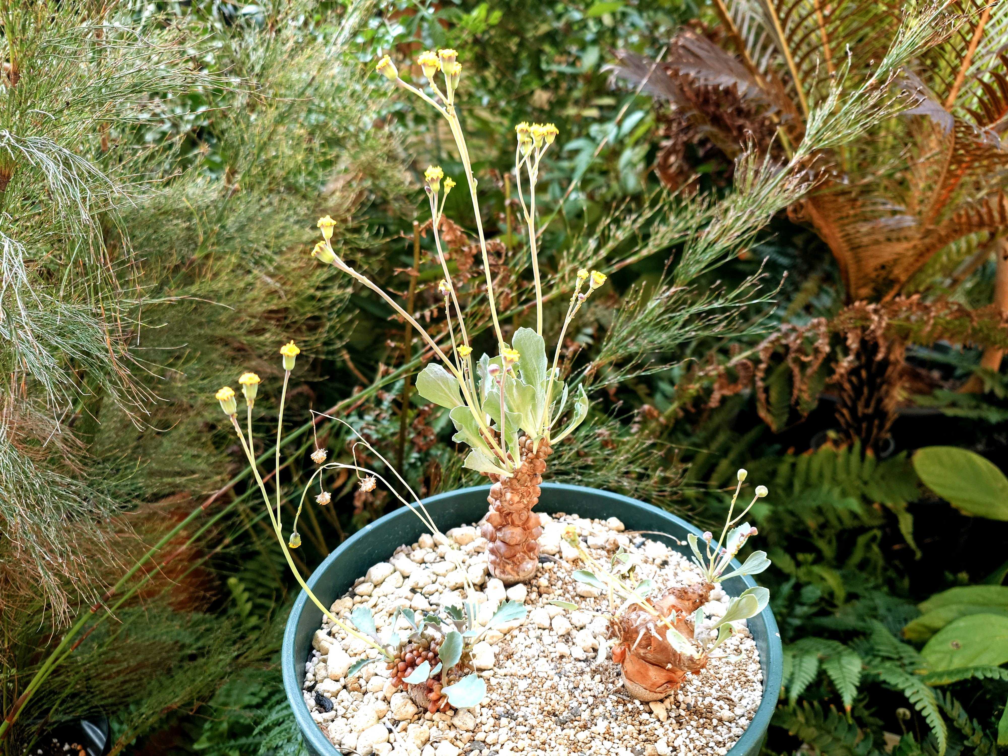 オトンナ・アルミアナの一覧｜🍀GreenSnap（グリーンスナップ）