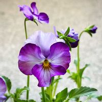 花夢園芸オリジナル,かみだね繚花パンジー,花日和,花夢園芸,いない松江春日店の画像