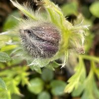 オキナグサ,オキナグサ,皇帝ダリア,皇帝ダリア,山野草の画像