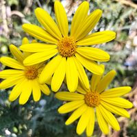 手作りの庭,花のある暮らし,黄色の花,お花大好き♡, ユリオプスデージーの画像