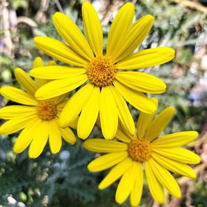 手作りの庭,花のある暮らし,黄色の花,お花大好き♡, ユリオプスデージーの画像