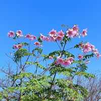 花のある暮らし,出かけ先での画像