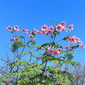 花のある暮らし,出かけ先での画像