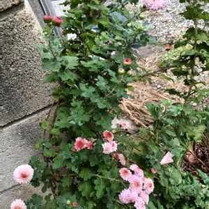 鉢植え,花のある暮らし,玄関前,私の癒やしの画像