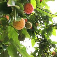 ヤマボウシ,ヤマボウシ,やまぼうし,やまぼうしの実,小さな物語の画像