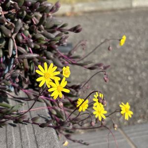 ルビーネックレス,多肉植物,玄関アプローチの画像