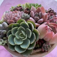 多肉植物の寄植え,バニラ,ミルク,いい夫婦の日,多肉植物の寄せ植え♡の画像