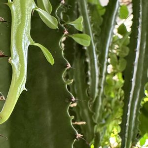 サボテン,ユーフォルビア 彩雲閣,多肉植物,綺麗,ひょっこりの画像