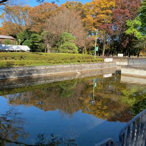 さくら サクラ 桜,今日の一枚,花のある暮らし,ナチュラルスタイル,ウォーキングの画像