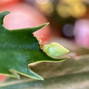 Schlumbergera truncata,天使の舞,玉ボケ倶楽部,金曜日の蕾たち,窓辺の画像