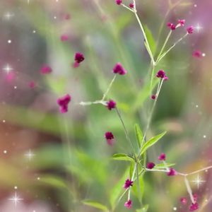 アルテルナンセラ・千日紅〜千紅花火,寄せ植え,可愛い,花のある暮らし,スマホ撮影の画像