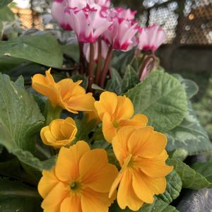 寄せ植え,繋がりに感謝,平和を願う☆,幸せの黄色いお花,My Garden♪の画像