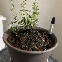 レモンタイム,室内栽培,植物初心者の画像