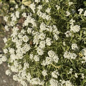 花壇,花だより,街中散歩の画像