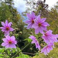 皇帝ダリア,パンジー,十月桜,キダチダリア(皇帝ダリア),小さな幸せ♡の画像