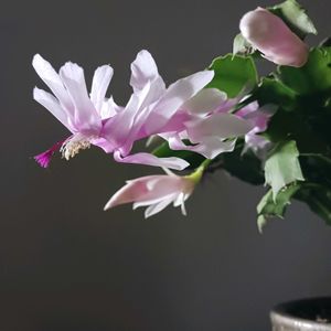 サボテン,ハイビスカス,デンマークカクタス,Schlumbergera truncata,多肉植物の画像