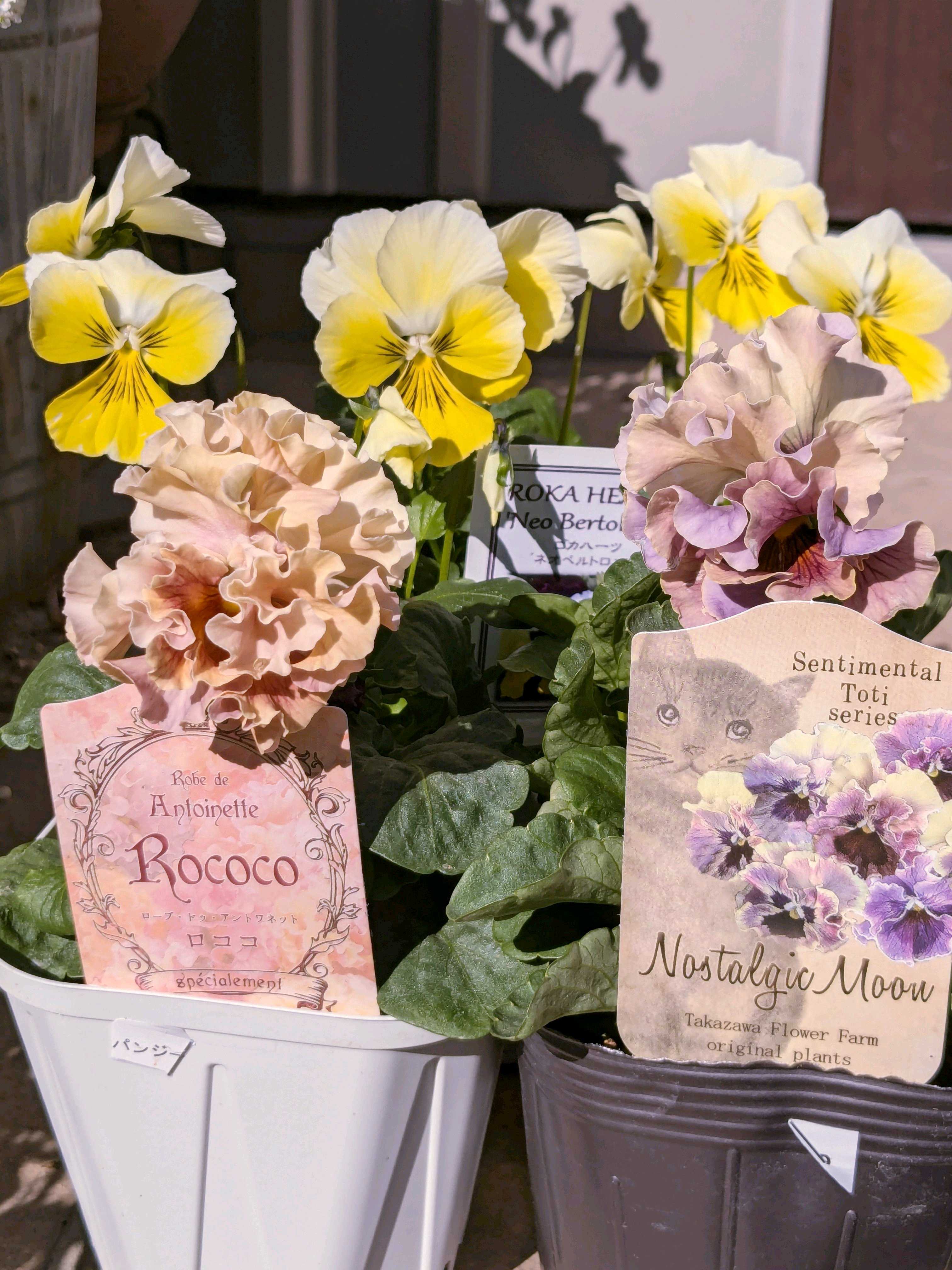 パンジーの投稿画像 by ウーゲデールさん｜ビオラと美しいと可愛いお花