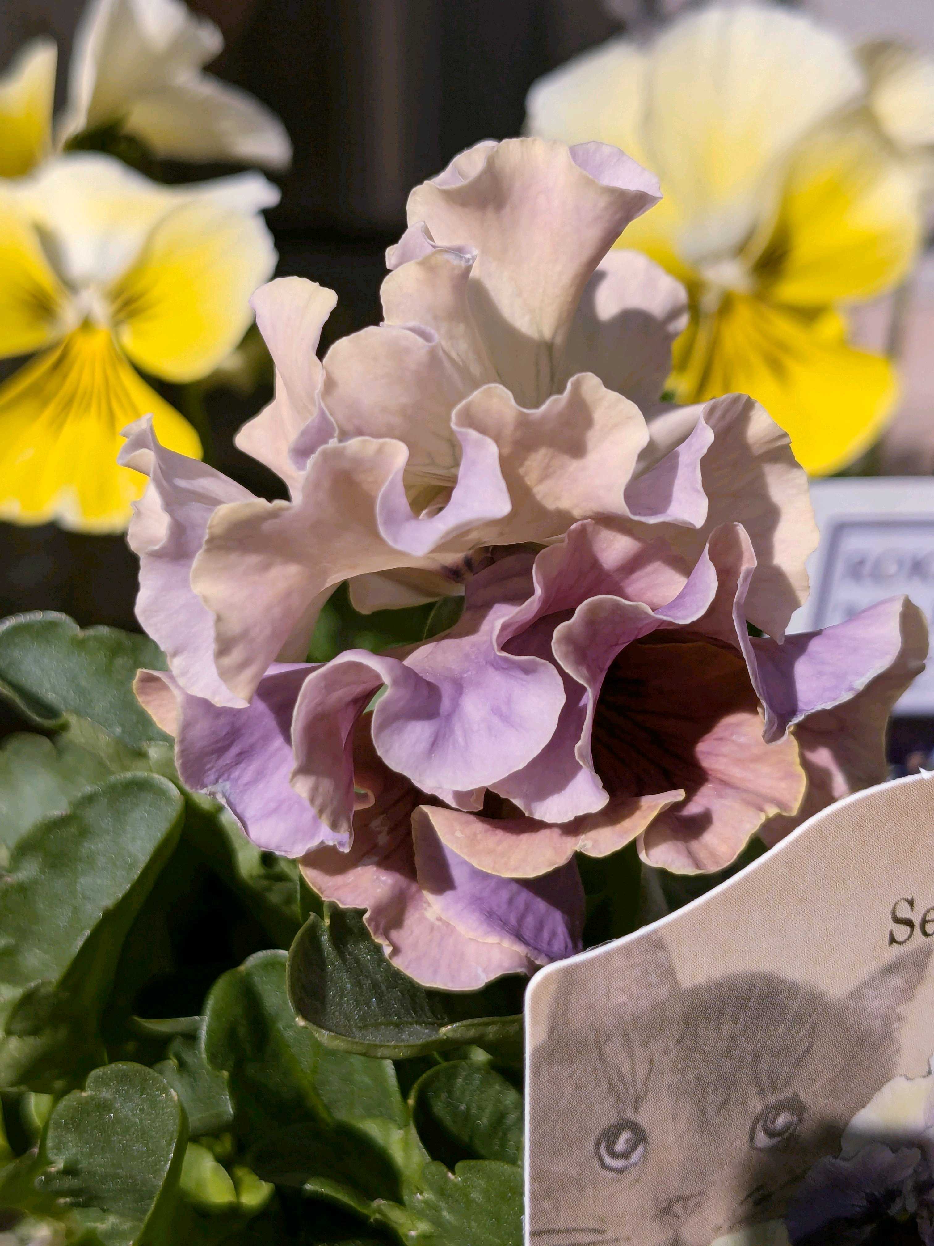 パンジーの投稿画像 by ウーゲデールさん｜ビオラと美しいと可愛いお花