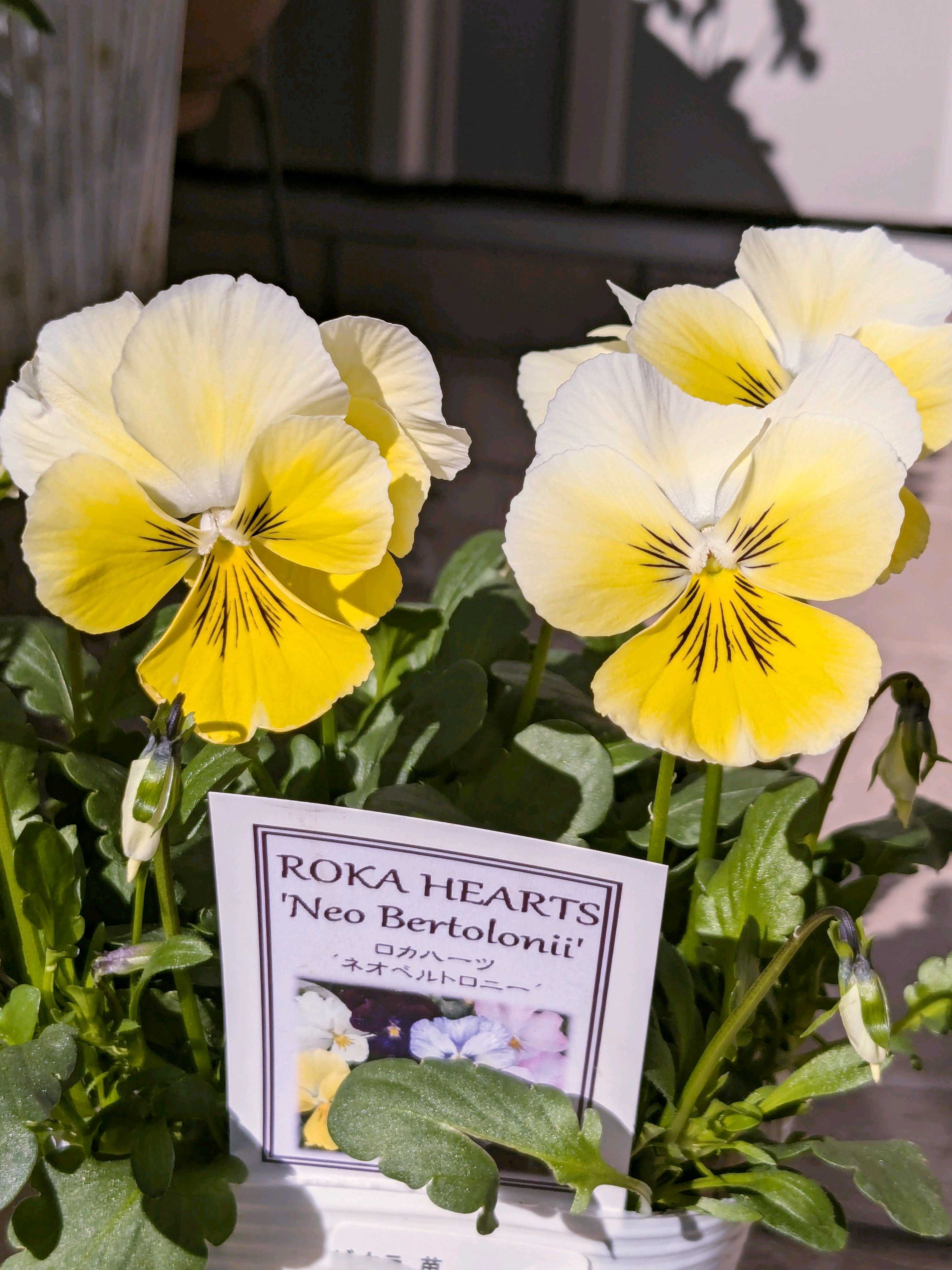 パンジーの投稿画像 by ウーゲデールさん｜ビオラと美しいと可愛いお花