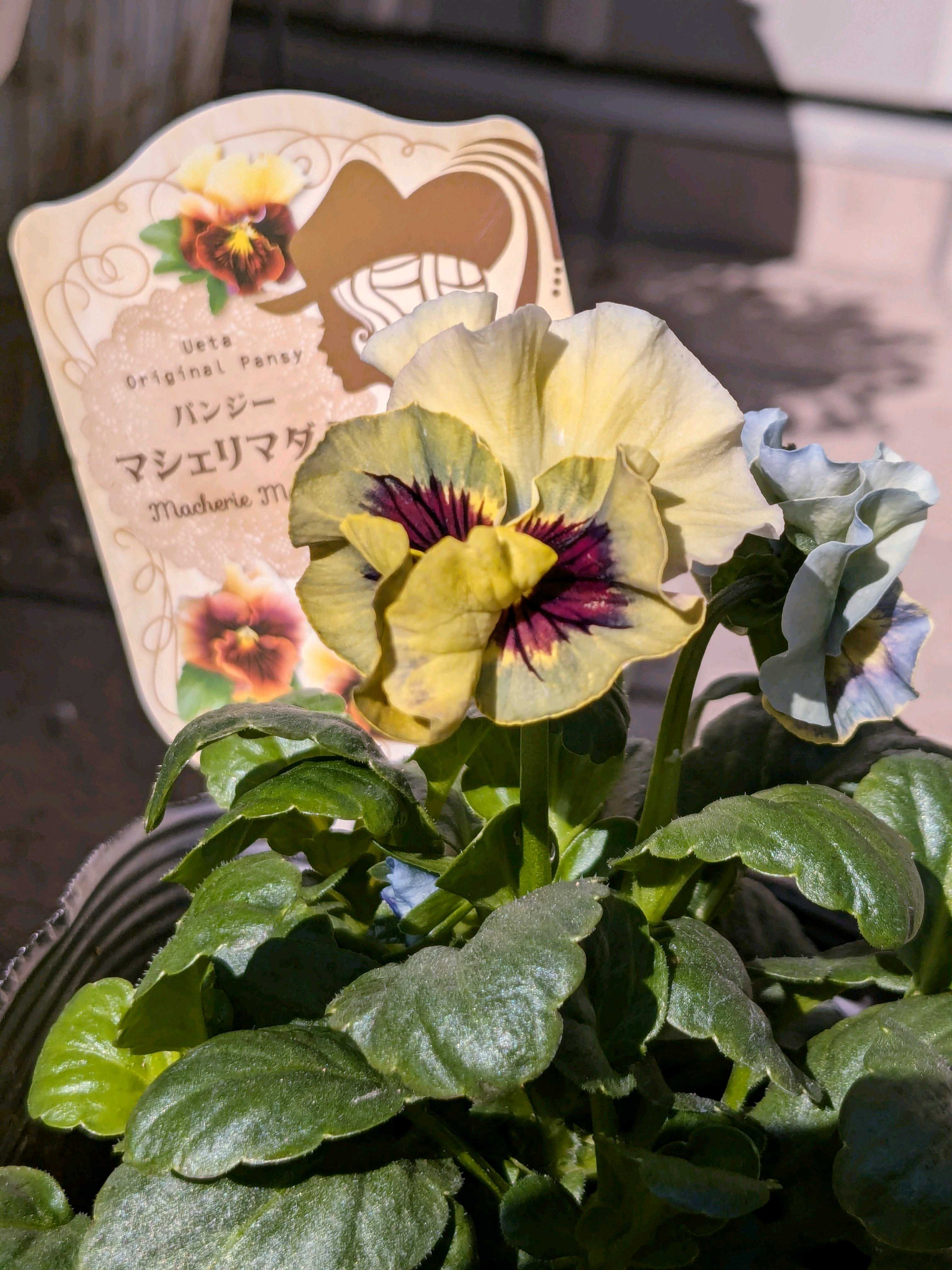 パンジーの投稿画像 by ウーゲデールさん｜ビオラと美しいと可愛いお花